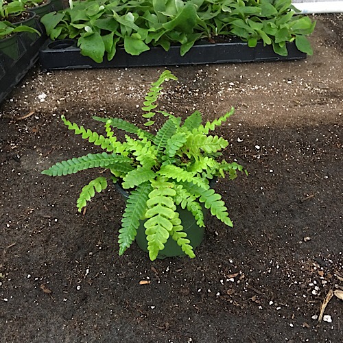 Deer Fern (Blechnum spicant)